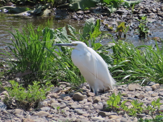 Egretta garzetta