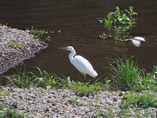 Egretta garzetta