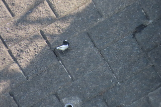 Motacilla grandis