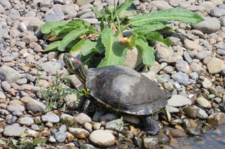 Trachemys scripta