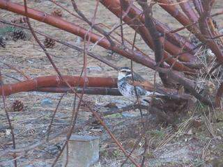 Turdus eunomus