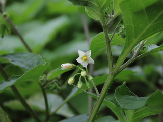 Solanum nigrum