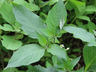 Solanum nigrum
