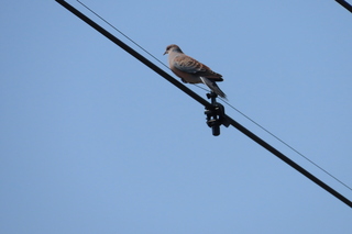 Streptopelia orientalis