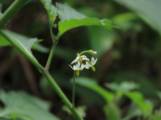 Solanum nigrum