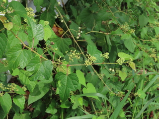 Ampelopsis glandulosa