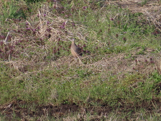 Streptopelia orientalis