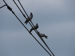 Columba livia