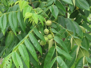 Juglans mandshurica