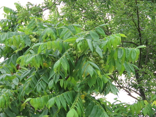 Juglans mandshurica