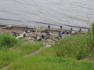 https://www.nies.go.jp/biodiversity/invasive/DB/detail/20050.html