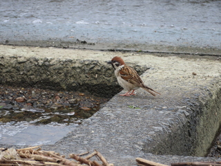 Passer montanus