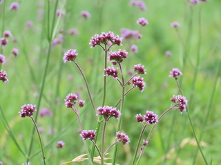 Verbena bonariensis