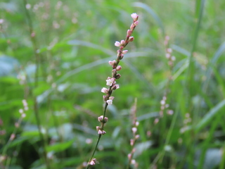 Persicaria posumbu