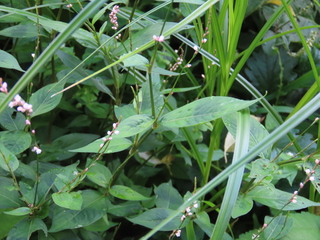 Persicaria posumbu