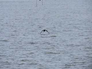 Phalacrocorax carbo