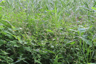 Persicaria posumbu