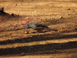 IMG_8380.JPG