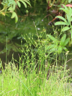 Juncus papillosus
