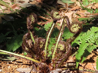Dryopteris uniformis