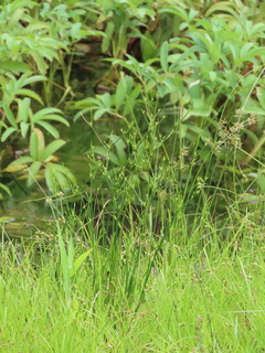 Juncus tenuis