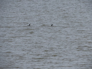 Phalacrocorax carbo