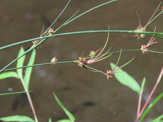 Juncus krameri