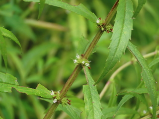 Lycopus maackianus