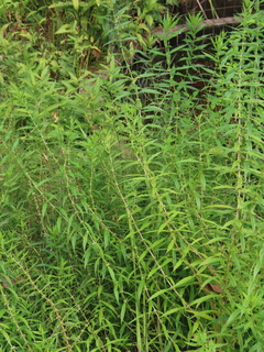 Lycopus maackianus