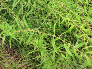 Lycopus maackianus