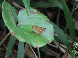 Zinaida pellucida
