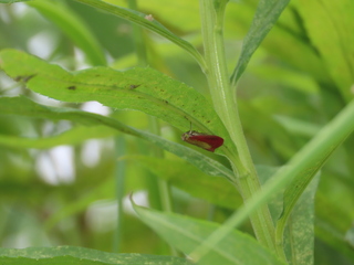 Oncocera semirubella
