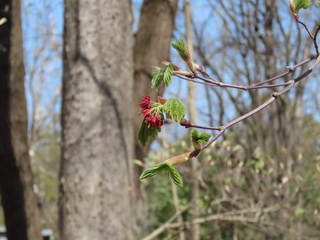 Acer japonicum