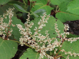Fallopia japonica var. japonica f. colorans