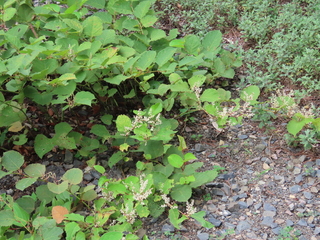 Fallopia japonica var. japonica f. colorans