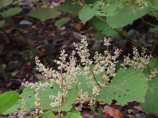 Fallopia japonica var. japonica f. colorans
