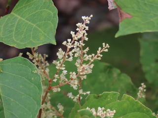 Fallopia japonica var. japonica f. colorans