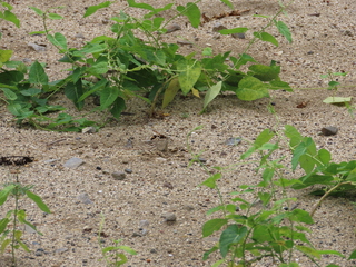 Oreumenes decoratus