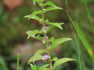 Eumenes rubronotatus rubronotatus