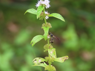 Eumenes rubronotatus rubronotatus