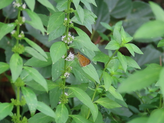 Zinaida pellucida