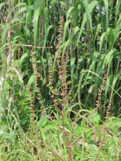 Rumex conglomeratus