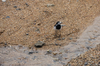 Motacilla alba lugens
