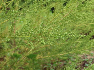 Artemisia capillaris
