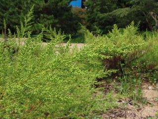 Artemisia capillaris