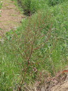 Rumex conglomeratus