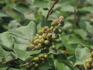 Vitex rotundifolia