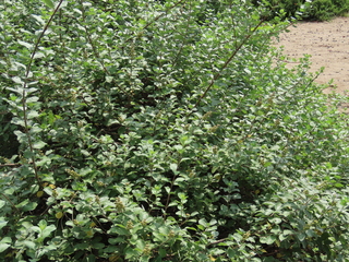 Vitex rotundifolia