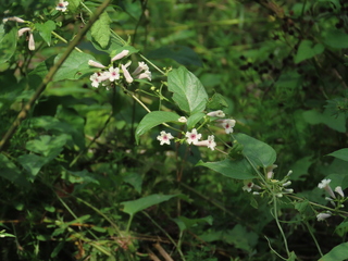 Paederia scandens