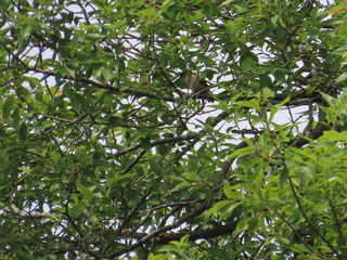 Passer montanus